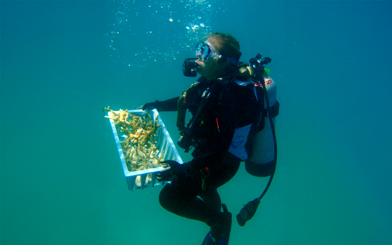 Coral Relocation in the Arabian Gulf Report