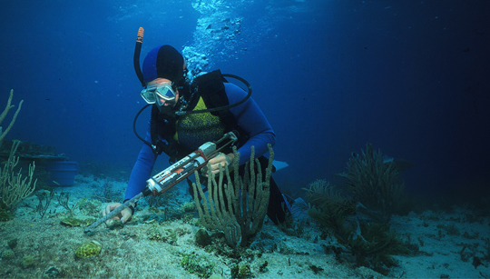 Coral Reef Conservation