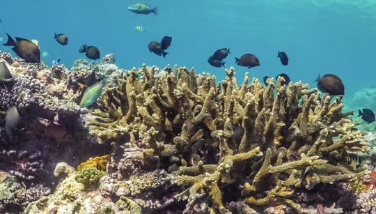 Coral Reef Conservation